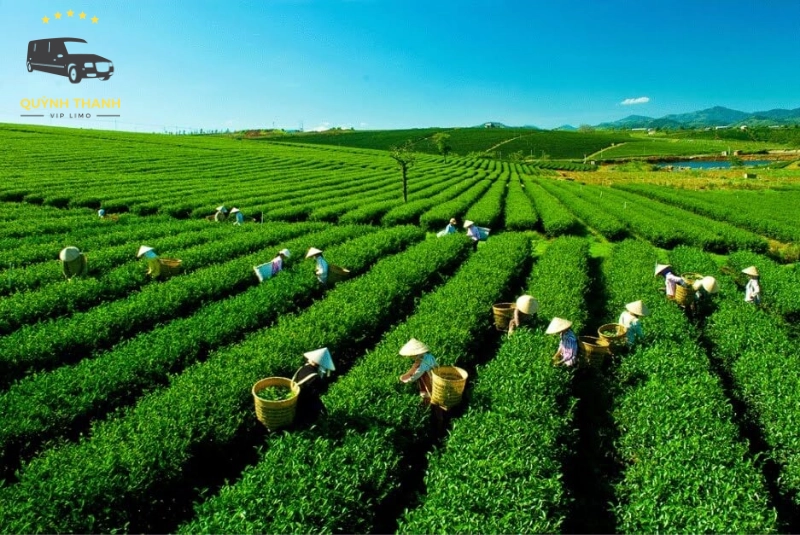 Kinh nghiệm du lịch đồi chè Thái Nguyên trọn vẹn
