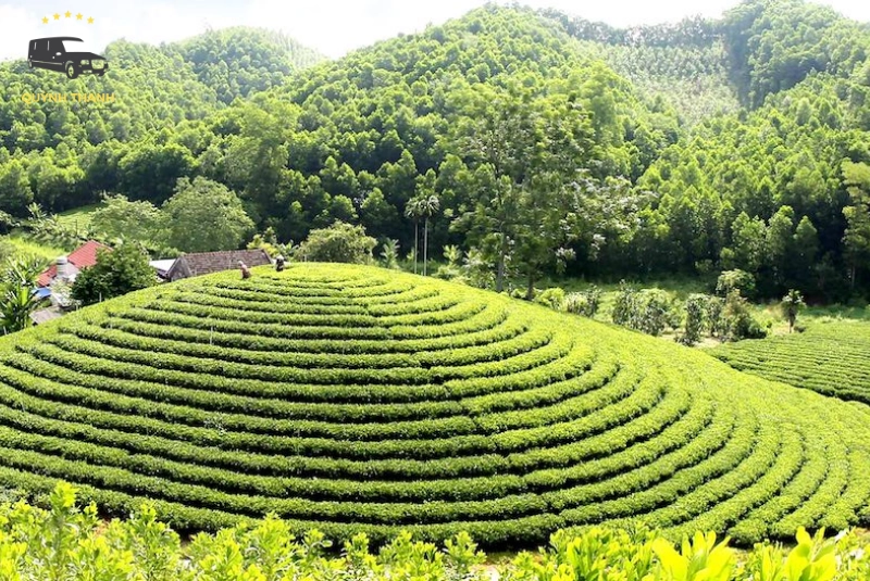 Chè Tân Cương